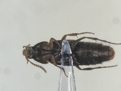 Bryoporus rufescens