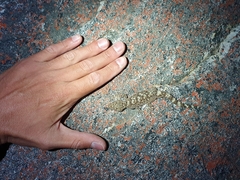 Ramigekko swartbergensis