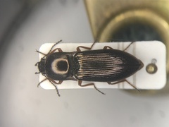 Selatosomus splendens