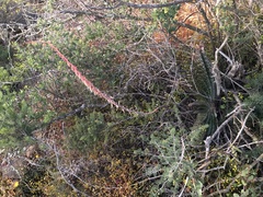 Gasteria brachyphylla