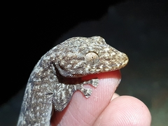 Ramigekko swartbergensis