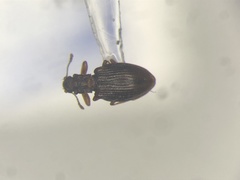 Stephostethus liratus