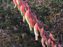 Gasteria brachyphylla