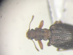 Stephostethus liratus