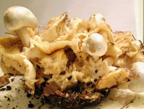 Volvariella surrecta — no rights reserved