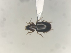 Agonoleptus conjunctus