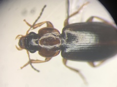 Agonoleptus conjunctus