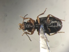 Agonoleptus conjunctus