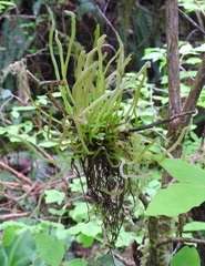 Exobasidium parvifolii