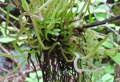 Exobasidium parvifolii