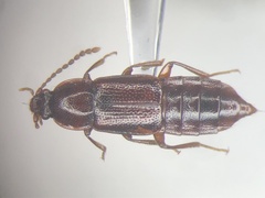 Acidota crenata
