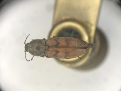 Stropenron nigricollis