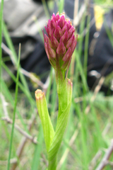 Anacamptis