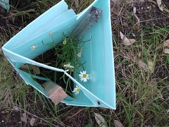 Brachyscome paludicola