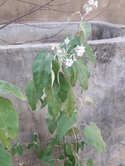 Solanum paniculatum