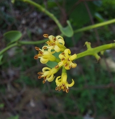 Struthanthus orbicularis