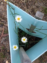 Brachyscome paludicola