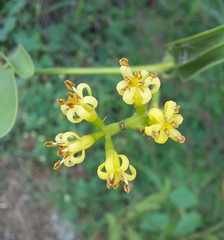 Struthanthus orbicularis