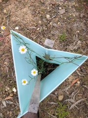 Brachyscome paludicola