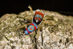 Maratus splendens