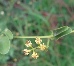 Struthanthus orbicularis