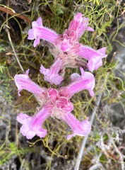 Harveya pauciflora