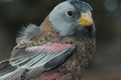 Leucosticte tephrocotis littoralis