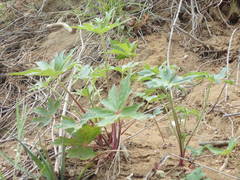 Delphinium cardinale