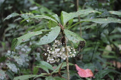 Rhynchotechum eximium