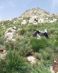 Ampelodesmos mauritanicus