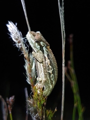 Bradypodion atromontanum