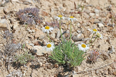 Erigeron concinnus concinnus