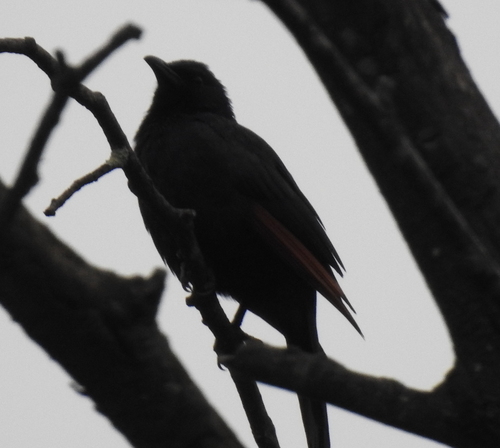 Red-winged Starling (Onychognathus morio), photo 10