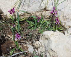 Orchis laeta image