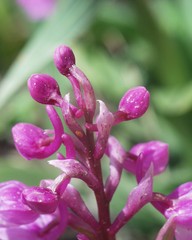 Orchis laeta image