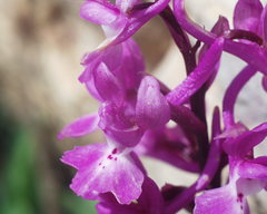 Orchis laeta image