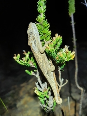 Bradypodion atromontanum