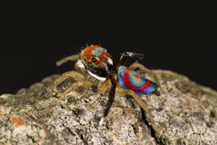 Maratus splendens