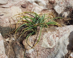 Ornithogalum baeticum