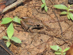 Adenomera chicomendesi