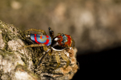 Maratus splendens