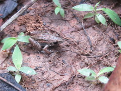 Adenomera chicomendesi