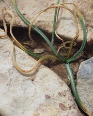 Ornithogalum baeticum