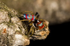 Maratus splendens