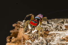 Maratus splendens