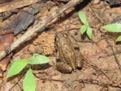 Adenomera chicomendesi