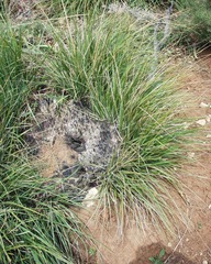 Ampelodesmos mauritanicus