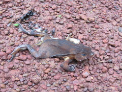 Rhinella castaneotica