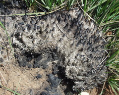 Ampelodesmos mauritanicus