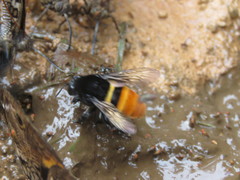 Eulaema pseudocingulata